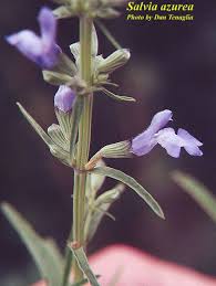 Photos Isb Atlas Of Florida Vascular Plants Florida Plants Salvia Vascular Plant