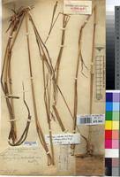 Image result for Diheteropogon amplectens