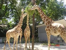 Anak panda ini dilahirkan pada 18 ogos 2015 iaitu 15 bulan. Zoo Negara Islamic Tourism Centre Of Malaysia Itc