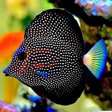 In this post, we'll look at 18 unique and exotic freshwater fish that are guaranteed to create a spectacle in your aquarium, without the hassles of a marine tank. Pin On Reef Tank Beautiful Sea Creatures Beautiful Fish Cool Fish
