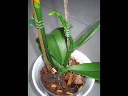 Pin De Rosa Noemi En Jardineria Orquideas Jardineria Orquidea Phalaenopsis