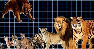 Otherwise it may be hard to compare if my guess is that they could make them bigger, but they probably found the ideal size to be around. Size Comparison Of Different Cat Species Cat Humor