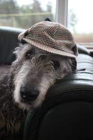 Irish Wolfhound In A Deerstalker Irish Wolfhound Wolfhound Scottish Deerhound