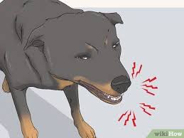 We'll give you a hint; Simple Ways To Test Dogs For Rabies 9 Steps With Pictures