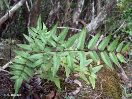 Image result for Pellaea angulosa