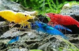 17.10. Aquarium Shrimp