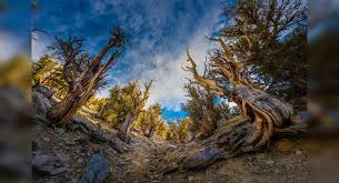 The world's oldest tree, dubbed prometheus, was cut down on 6th august 1964. All About Bristlecone Pines The Oldest Tree Species On The Planet United States Times Of India Travel