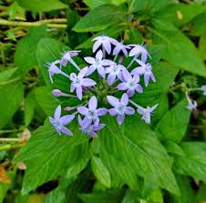 Image result for Pentas lanceolata