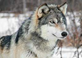 Pin By Reba Jade On Wolf Grey Wolf Wolf Photos Siberian Husky