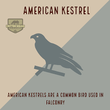 American kestrel coloring download template. American Kestrel Fact Sheet C S W D