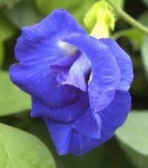 Clitoria Ternatea Blue Pea Double Pea Flower Flowers Beautiful Flowers