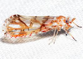 Image result for Xerophyta kirkii