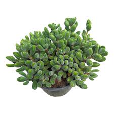 Image result for Crassula granvikii