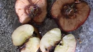 The editors of publications international, ltd. It S Disappointment In A Basket Toronto Gift Company Delivers Spoiled Fruit Dead Flowers Cbc News