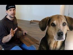 Dog Pee On Laminate Flooring Bing Video Cleaning Dog Pee Dog Pee Laminate Flooring
