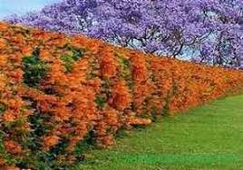Blooming on the trumpet vine plant takes place throughout summer and into fall, though blooming may be limited for those planted in shady locations. How To Propagate Trumpet Vine From Cuttings
