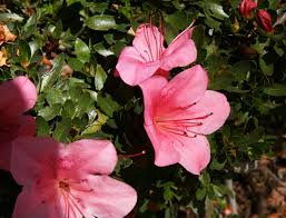 Image result for Rhododendron pulchrum