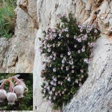 Image result for Stenostelma corniculatum