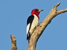 Bird With Red Neck And Head Red Headed Woodpecker Woodpecker Birds Redheads