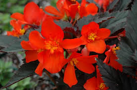 Image result for Begonia iucunda