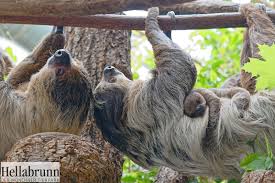 Looking for a good deal on baby sloth? Hellabrunn Zoo Waits Four Years For Sloth Baby Zooborns