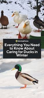 Everything You Need To Know About Caring For Ducks In Winter Winter Is Just Around The Corner And If You Have Ducks You C Backyard Ducks Duck Breeds Pet Ducks