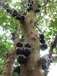 Wie Aus Einer Anderen Welt Mit Bildern Exotische Fruchte Pflanzen Exotische Schonheiten