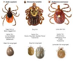 However, spring and summer are when we notice them more because that's when we are spending so. Phillip S Natural World Invasion Of The Lone Star Tick