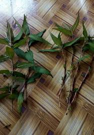 Check spelling or type a new query. Cara Mudah Tanam Daun Kesum Dalam Baldi Di Balkoni