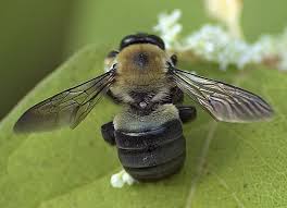 While a bumblebee can measure between the male doesn't even have a stinger. Who S To Blame Masons Or Carpenters Honey Bee Suite