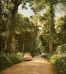 Image result for Cyathea mildbraedii