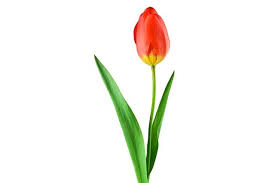 Free Image On Pixabay Tulip Red Plant Flower Stengel Red Plants Red Tulips Plants
