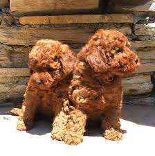 Red poodle puppy by home fellows on tedsby. Scarlet S Fancy Poodles Akc And Ukc Poodle Breeder Red Miniature Poodles California Central Coast Pood Minature Poodle Poodle Puppies For Sale Dog Allergies