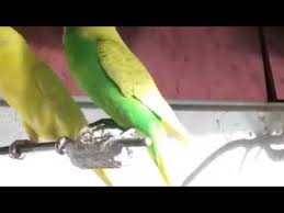 تغريد طيور الحب youtube parrot animals bird