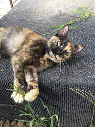 If the lymphoma is not operable, a cat can live up to 2 or even years with chemotherapy and radiation therapy. My Oldie The Vet Thinks She Has Intestinal Lymphoma She Isn T A Good Candidate For Treatment So I Let Her Do Whatever The F She Wants Eat Ham For Dinner Sure Roll