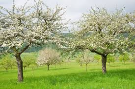 They should be applied when the tree is dormant because the active ingredients in the sprays can damage foliage and blossoms, and could be deadly to bees and other pollinators if. Best Time For Spraying Trees When To Spray Fruit Trees