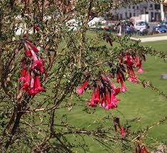 Image result for Cantua