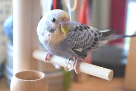 インコ ヘドバン