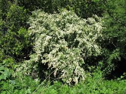 Image result for Ligustrum sinense