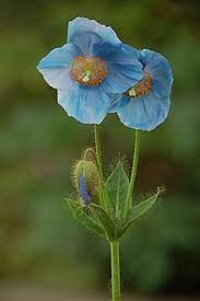 Meconopsis Wikipedia
