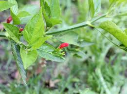 Image result for Ruellia brevifolia