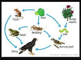 Rantai makanan merupakan salah satu bagian dari jaring makanan. Ubah Lah Jaringan Jaring Makanan Menjadi Rantai Makanan Brainly Co Id