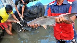 We did not find results for: Kkp Kembangkan Budidaya Ikan Patin Pasupati