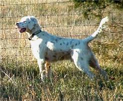 More images for english setter puppies for sale in pa » Puppies Avialable