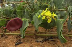 Image result for Rhynchosia zernyi