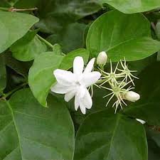 Image result for Jasminum sambac