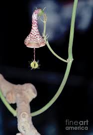 Image result for Ceropegia haygarthii