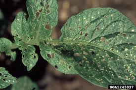 Naturally derived spinosad and permethrin are two control agents that can provide some assistance in eradicating the beetles. Got Pests