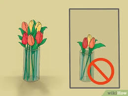 Tulips should be cut while the buds are still tight. How To Care For Fresh Cut Tulips 12 Steps With Pictures