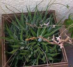 During the winter, you should reduce watering to only about once a month, just enough to keep the plant from shriveling up and move your cactus to a cool spot, around 50°f (10°c), that has plenty of sunlight. How To Get Succulents And Cacti To Bloom Succulent Plant Care